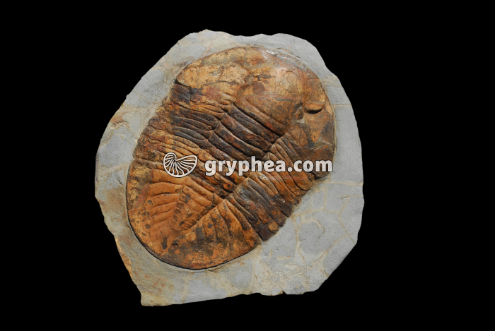 Trilobite géant - 25 cm environ - gryphea.org